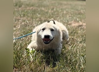 Silver ein absoluter liebevoller Schatz