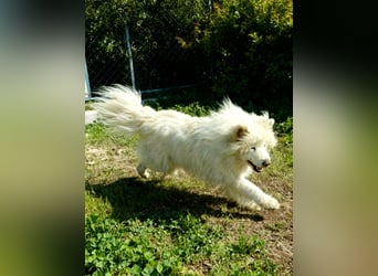 Max – 10-jähriger Samojeden-Mix sucht nach schwerem Schicksal ein liebevolles Zuhause