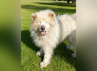 Max – 10-jähriger Samojeden-Mix sucht nach schwerem Schicksal ein liebevolles Zuhause