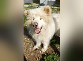Max – 10-jähriger Samojeden-Mix sucht nach schwerem Schicksal ein liebevolles Zuhause