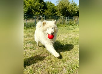Max – 10-jähriger Samojeden-Mix sucht nach schwerem Schicksal ein liebevolles Zuhause
