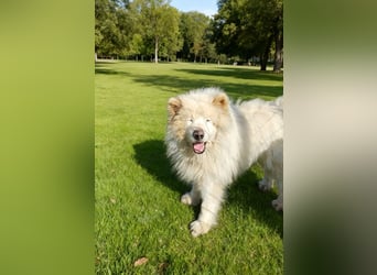 Max – 10-jähriger Samojeden-Mix sucht nach schwerem Schicksal ein liebevolles Zuhause