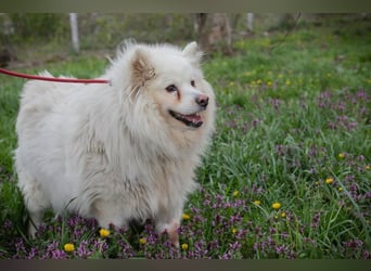 Chip-Nr. 874770 - ich suche einen Namen und am liebsten auch gleich ein eigenes Zuhause!