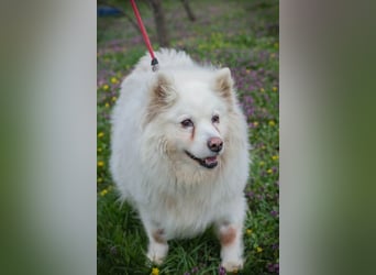 Chip-Nr. 874770 - ich suche einen Namen und am liebsten auch gleich ein eigenes Zuhause!