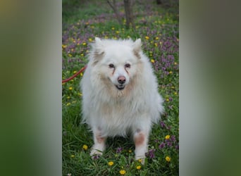 Chip-Nr. 874770 - ich suche einen Namen und am liebsten auch gleich ein eigenes Zuhause!