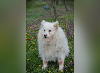 Chip-Nr. 874770 - ich suche einen Namen und am liebsten auch gleich ein eigenes Zuhause!