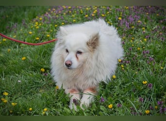 Chip-Nr. 874770 - ich suche einen Namen und am liebsten auch gleich ein eigenes Zuhause!