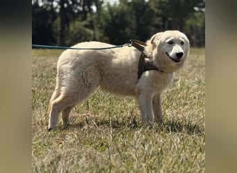 Silver ein absoluter liebevoller Schatz