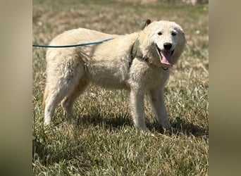 Silver ein absoluter liebevoller Schatz