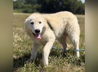 Silver ein absoluter liebevoller Schatz