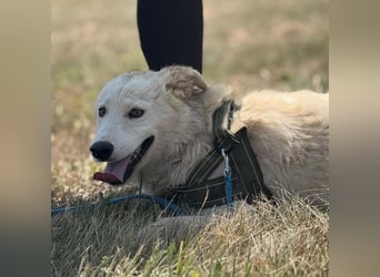 Silver ein absoluter liebevoller Schatz