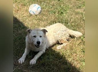 Silver ein absoluter liebevoller Schatz