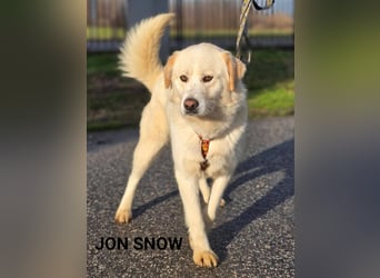 John Snow, Samojedenmischling mit immer guter Laune