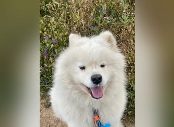 MILO