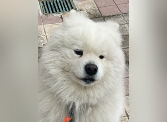 MILO