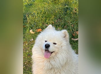 MILO