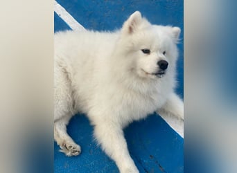 MILO