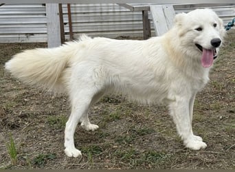 Odin ein toller Schatz