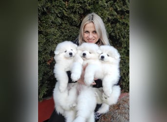 SAMOYED PUPPY/ Samojedenwelpen