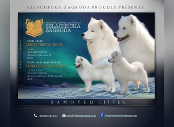 SAMOYED PUPPY/ Samojedenwelpen