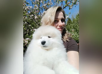 SAMOYED PUPPY/ Samojedenwelpen