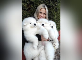 SAMOYED PUPPY/ Samojedenwelpen