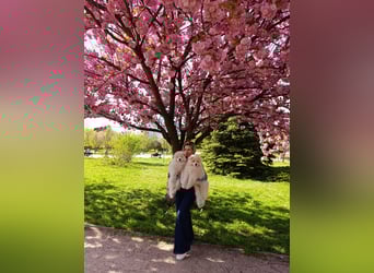 SAMOYED PUPPY/ Samojedenwelpen