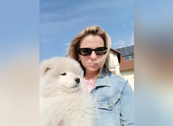 SAMOYED PUPPY/ Samojedenwelpen