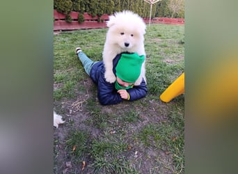SAMOYED PUPPY/ Samojedenwelpen