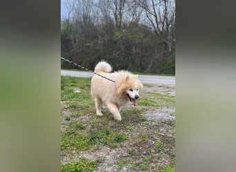 Samojede ♥ Spock ♥ aktiv, verschmust, lieb