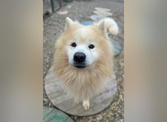 Samojede ♥ Spock ♥ aktiv, verschmust, lieb