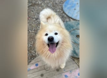 Samojede ♥ Spock ♥ aktiv, verschmust, lieb