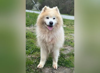 Samojede ♥ Spock ♥ aktiv, verschmust, lieb