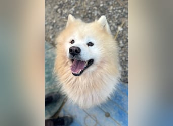 Samojede ♥ Spock ♥ aktiv, verschmust, lieb