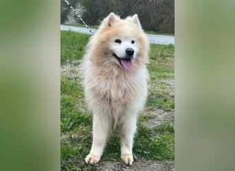 Samojede ♥ Spock ♥ aktiv, verschmust, lieb