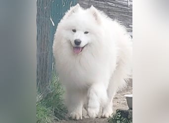 wunderschöner Familienhund SAMU - 4 Jahre 58/60cm - Samojede