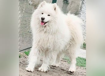 wunderschöner Familienhund SAMU - 4 Jahre 58/60cm - Samojede