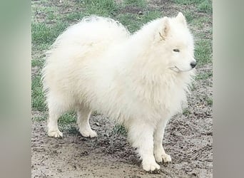 wunderschöner Familienhund SAMU - 4 Jahre 58/60cm - Samojede