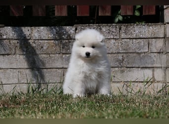 Samojedenrüde mit Herz, Charakter und Herkunft – aus liebevoller FCI-Zucht mit Erfahrung