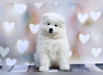 Samojedenrüde mit Herz, Charakter und Herkunft – aus liebevoller FCI-Zucht mit Erfahrung