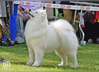 Samojedenrüde mit Herz, Charakter und Herkunft – aus liebevoller FCI-Zucht mit Erfahrung
