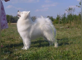 Samojedenrüde mit Herz, Charakter und Herkunft – aus liebevoller FCI-Zucht mit Erfahrung