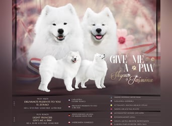 Samojedenrüde mit Herz, Charakter und Herkunft – aus liebevoller FCI-Zucht mit Erfahrung