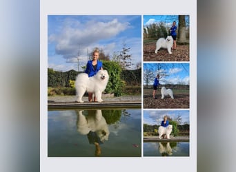 Samojedenrüde mit Herz, Charakter und Herkunft – aus liebevoller FCI-Zucht mit Erfahrung