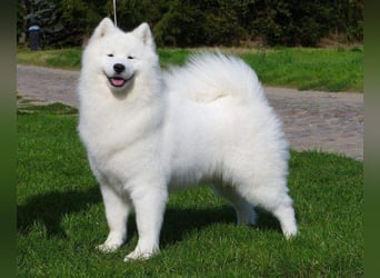 Samojedenrüde mit Herz, Charakter und Herkunft – aus liebevoller FCI-Zucht mit Erfahrung