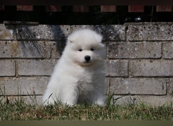 Samojedenrüde mit Herz, Charakter und Herkunft – aus liebevoller FCI-Zucht mit Erfahrung