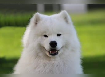 Samojedenrüde mit Herz, Charakter und Herkunft – aus liebevoller FCI-Zucht mit Erfahrung