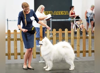 Samojedenrüde mit Herz, Charakter und Herkunft – aus liebevoller FCI-Zucht mit Erfahrung