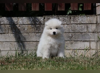 Samojedenrüde mit Herz, Charakter und Herkunft – aus liebevoller FCI-Zucht mit Erfahrung
