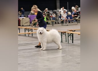 Samojedenrüde mit Herz, Charakter und Herkunft – aus liebevoller FCI-Zucht mit Erfahrung